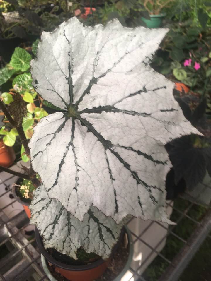 B. ‘White Drifts’